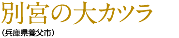 別宮の大カツラ