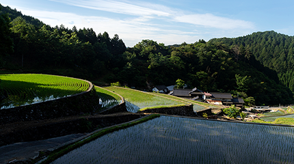 棚田の風景が美しい「池ノ鶴地区」。「皿山」「池ノ鶴」の両地区から成る「小鹿田焼の里」は2008年、国の重要文化的景観に選定された。
