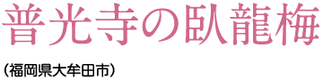 普光寺の臥龍梅