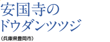 安国寺のドウダンツツジ