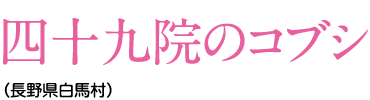 四十九院のコブシ